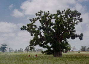 Two Children Under a Baobab in Senegal, 2019